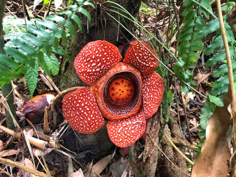 Раффлезии арнольди