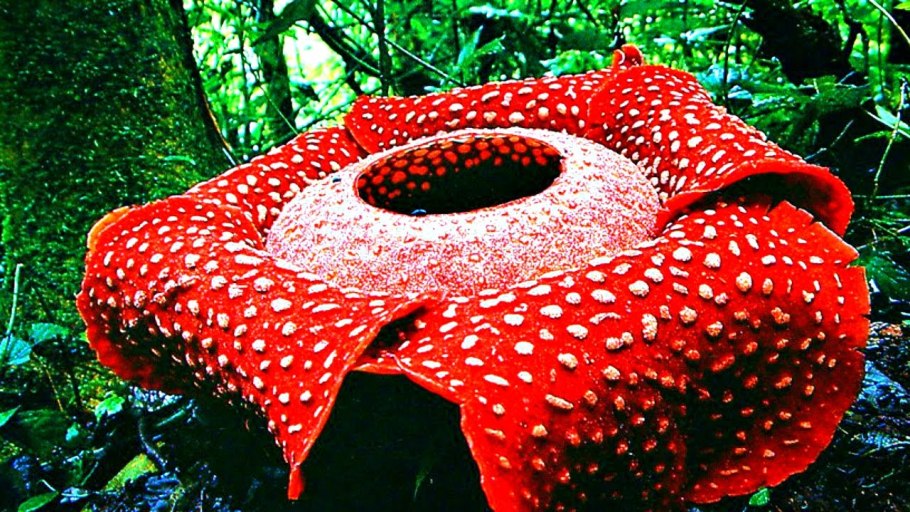 Дикая Орхидея