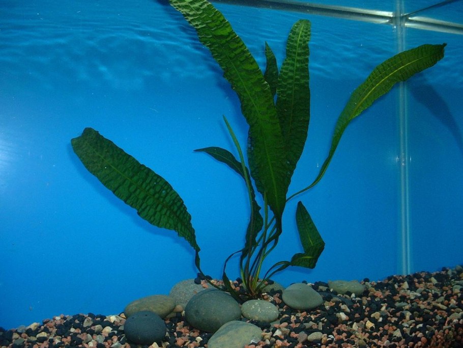 Апоногетон ульвацеус мадагаскарский