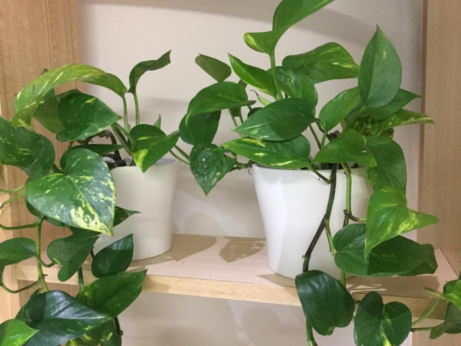 Мужегон сциндапсус