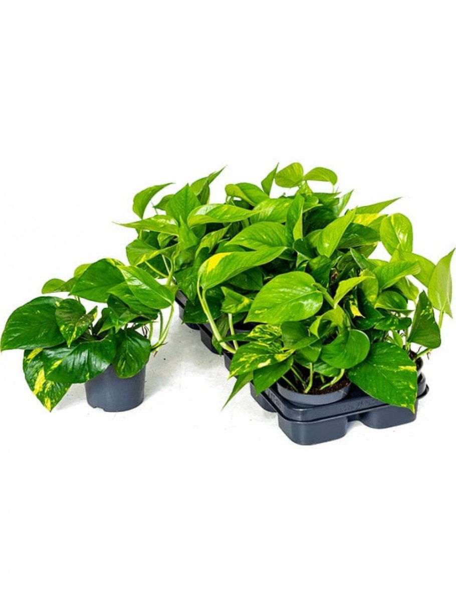 Эпипремнум Джангл Буш