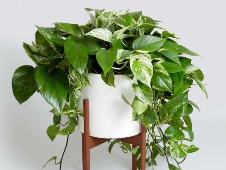 Эпипремнум традесканция