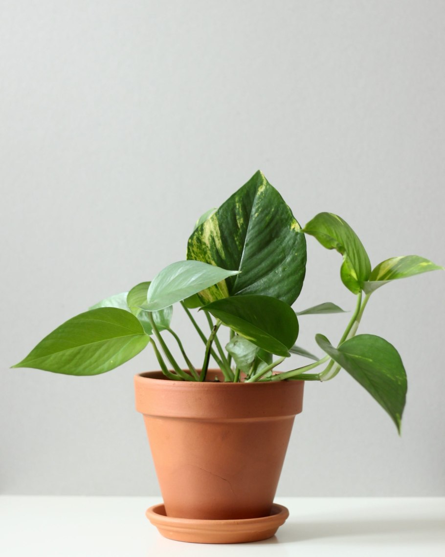 Сциндапсус Эпипремнум