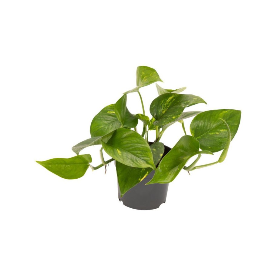 Сциндапсус Голден Потос