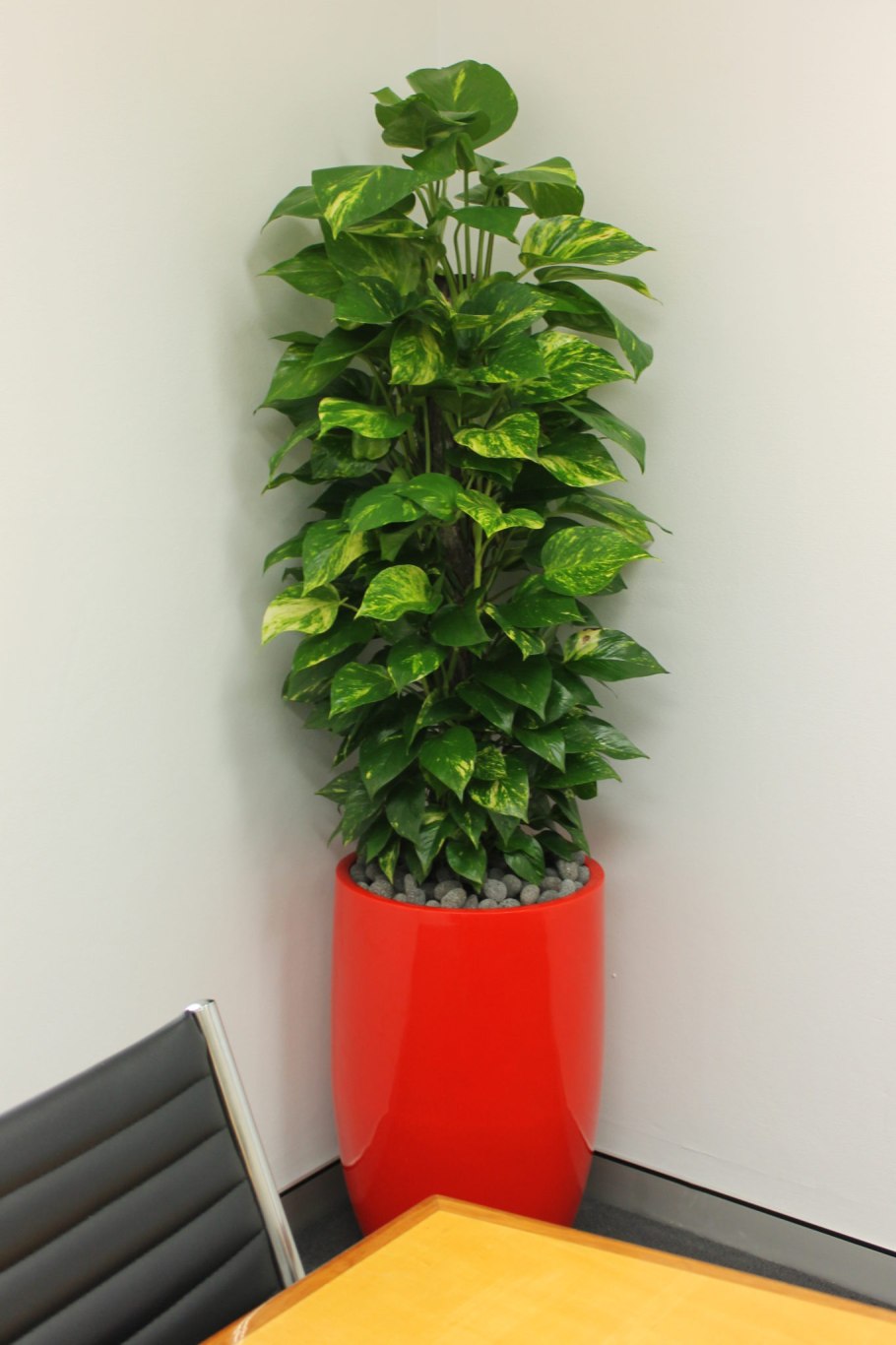 Мужегон сциндапсус