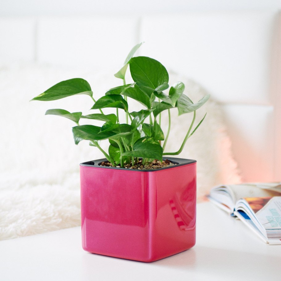 Сциндапсус Эпипремнум