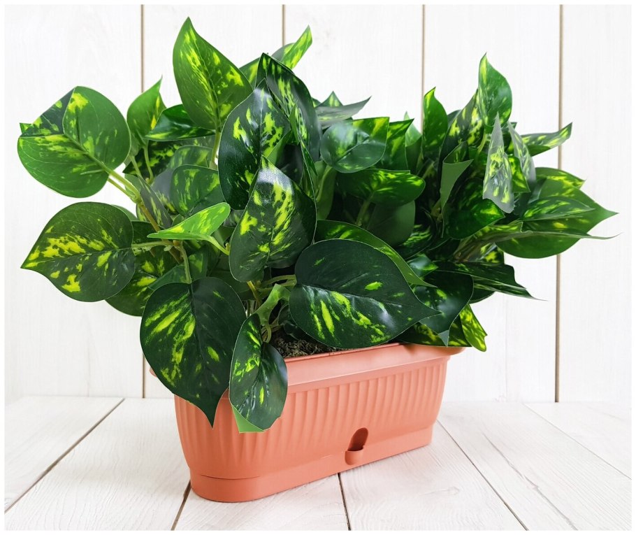 Эпипремнум Ханг пот