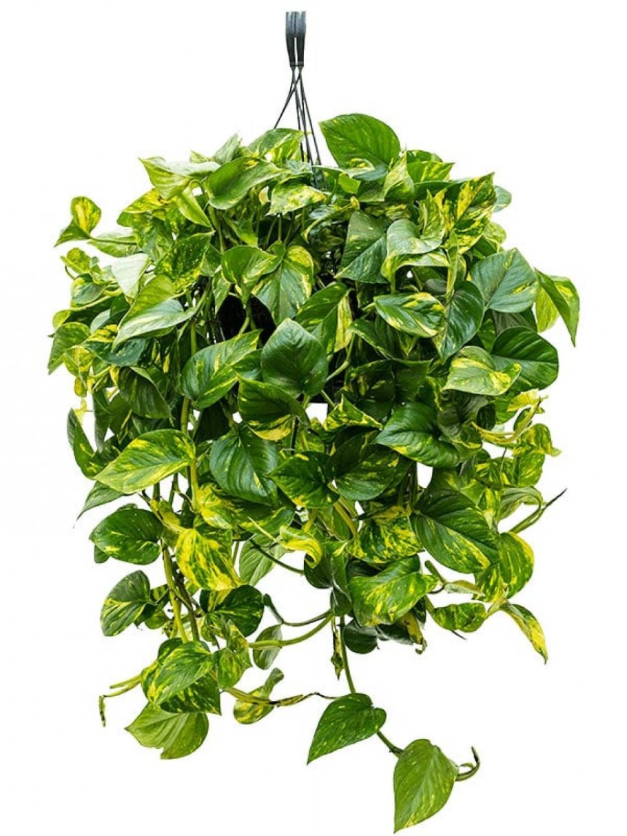 Монстера, сциндапсус, Филодендрон