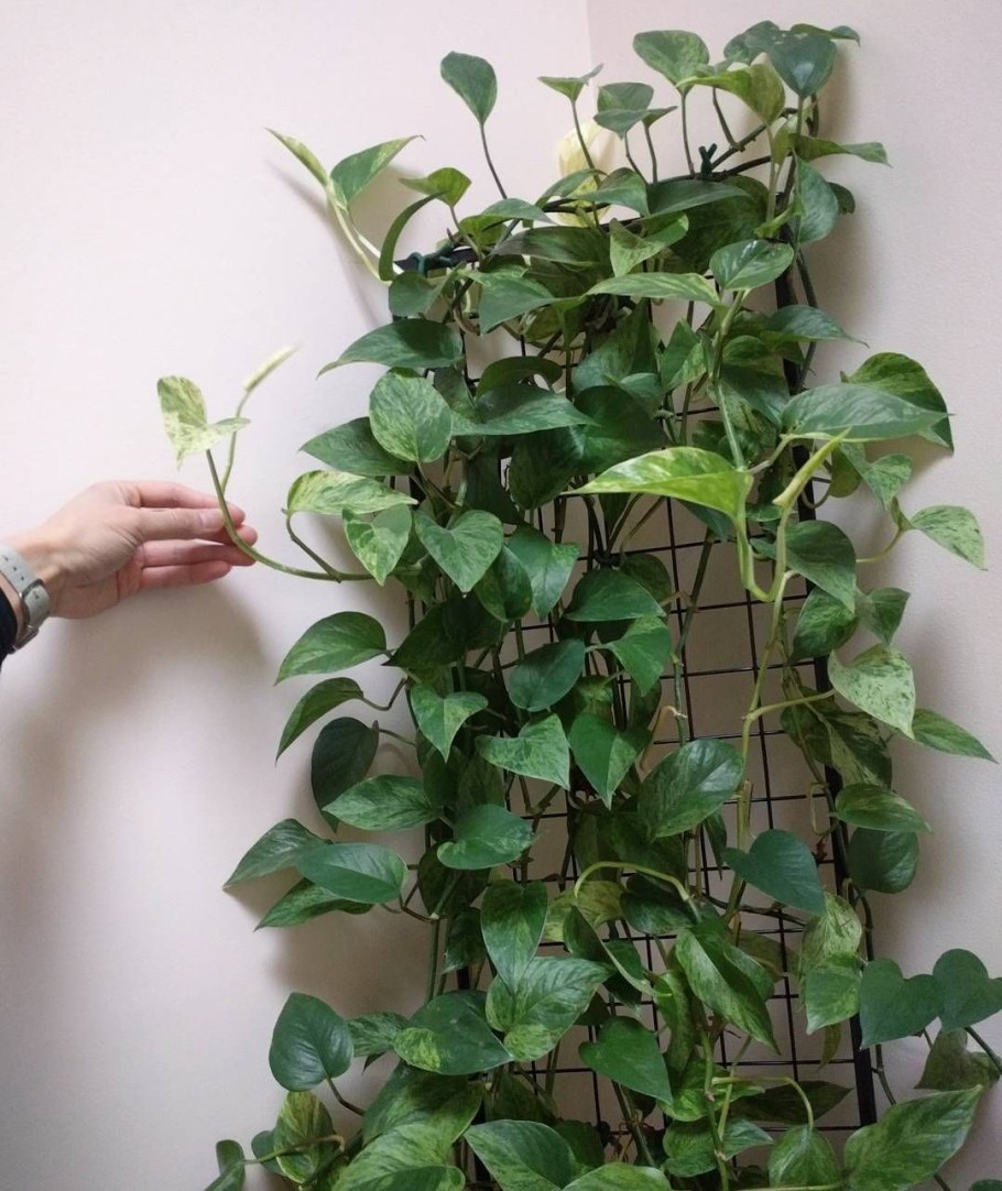 Филодендрон хедерацеум