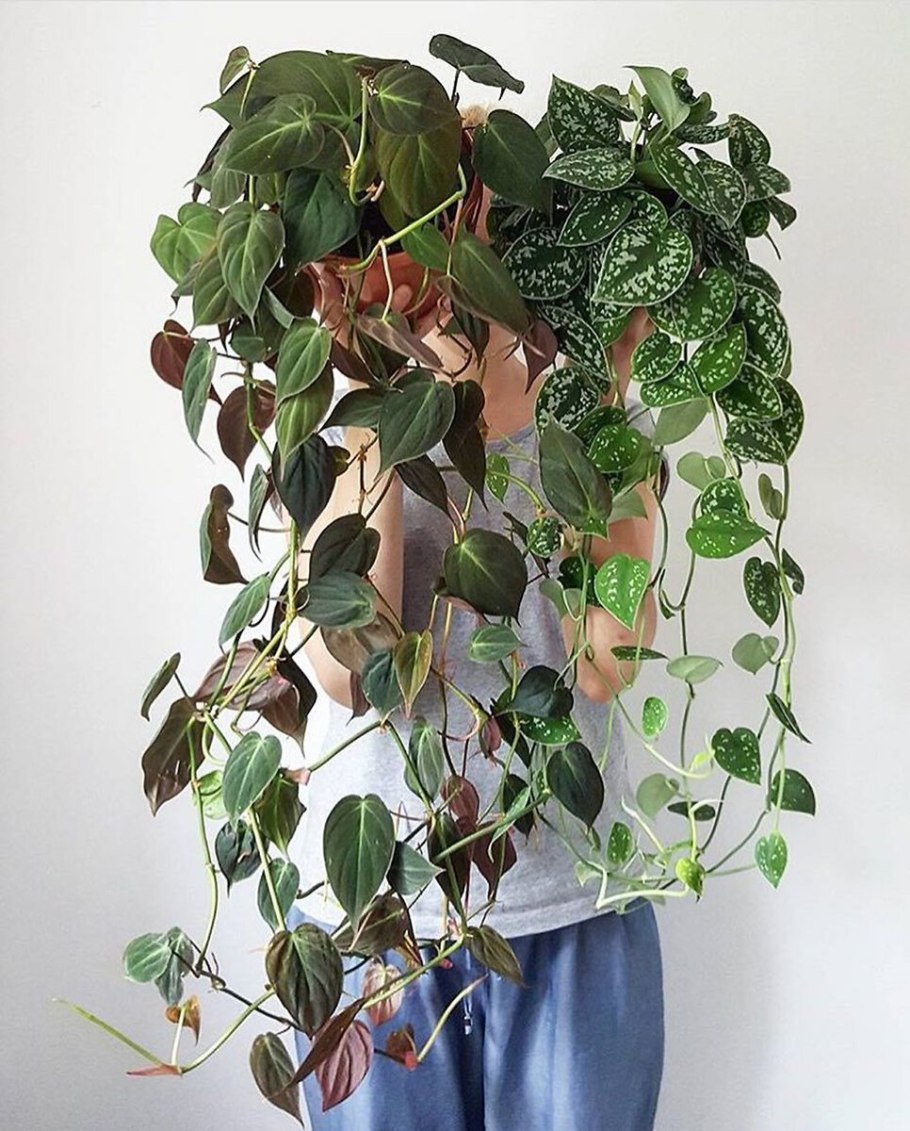 Монстера Эпипремнум