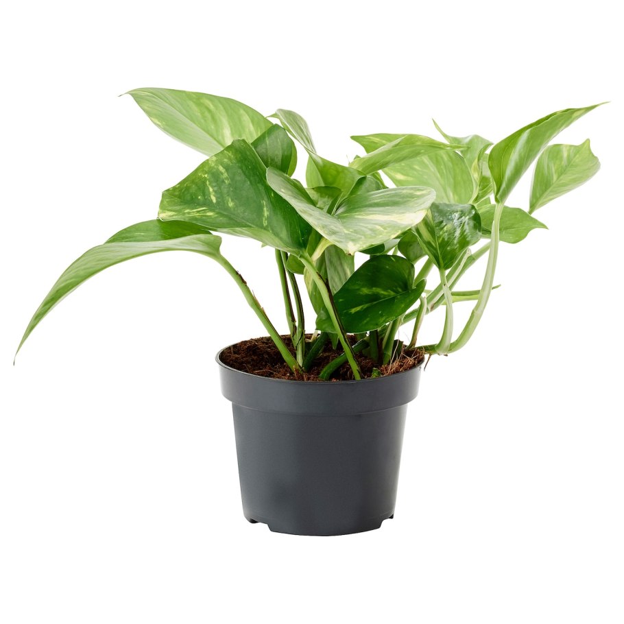 Растение Эпипремнум