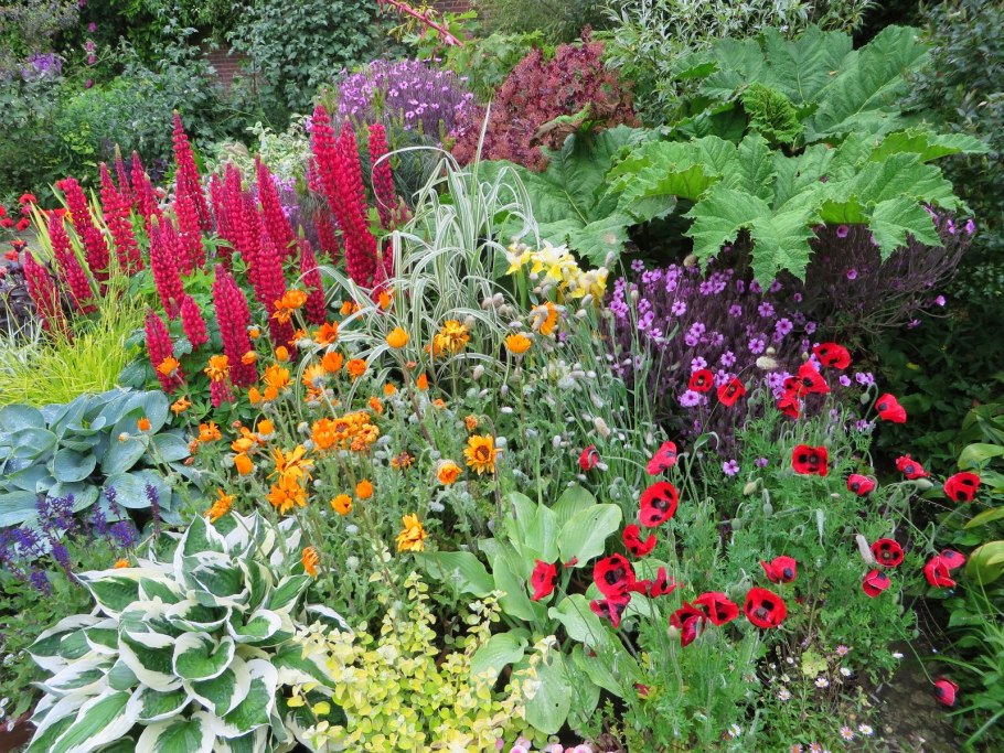 Мак многолетний Восточный компаньоны