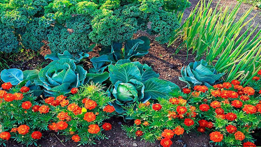 Бархатцы в огороде