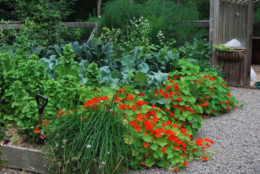 Огородная зелень