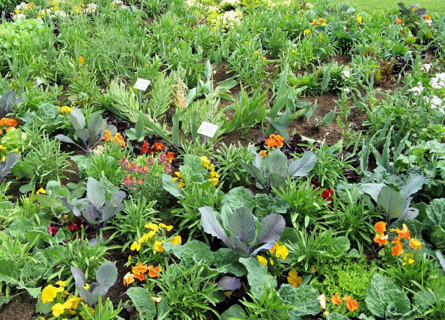 Пермакультура соседство овощей