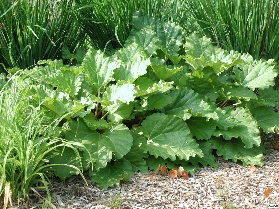 Ревень Крупночерешковый