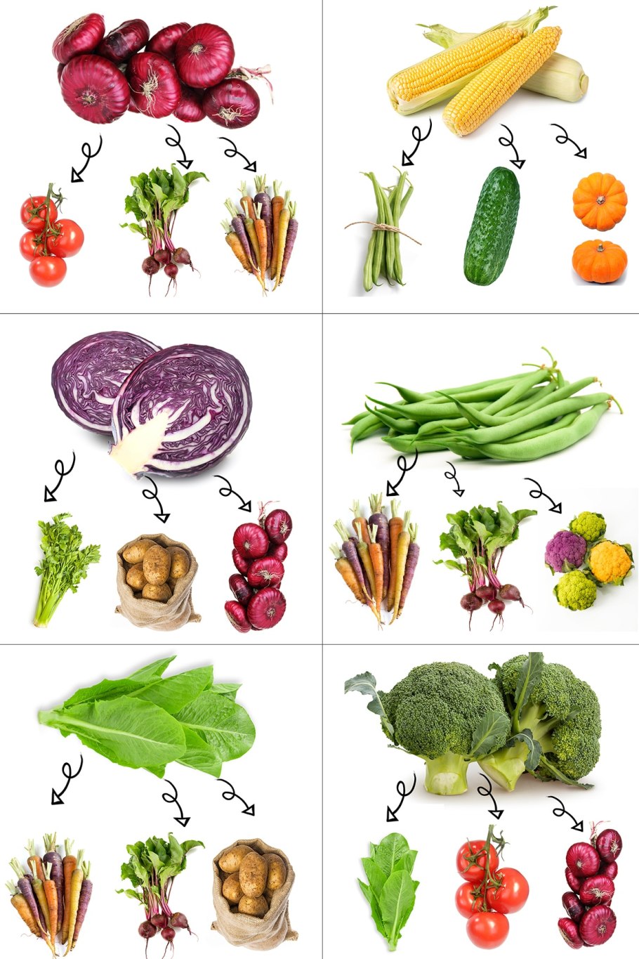 Овощные культурные растения