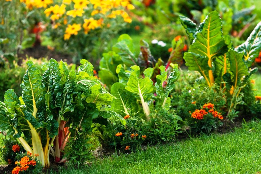 Огородные растения