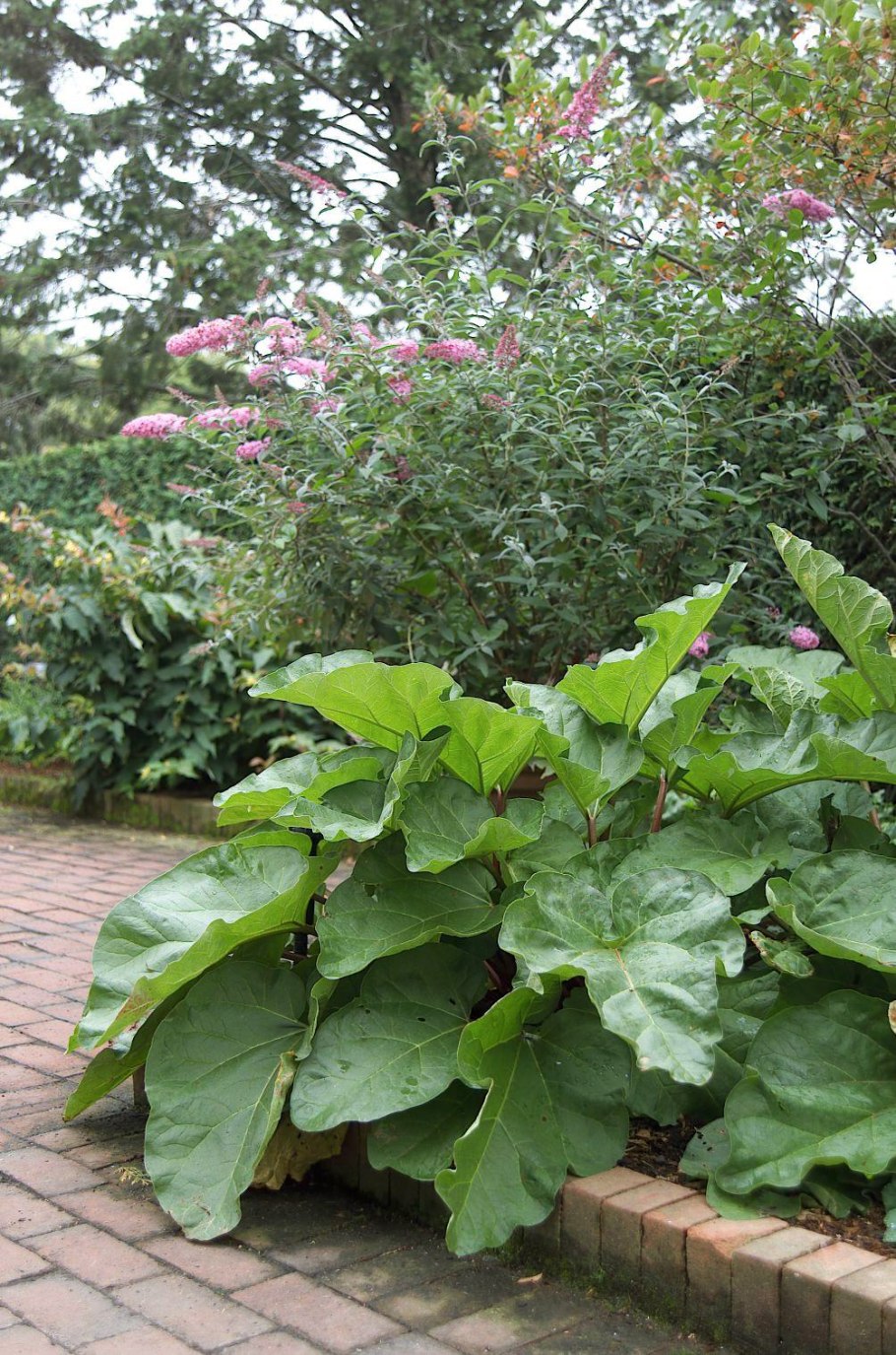 Тенелюбивые цветы для клумбы многолетники