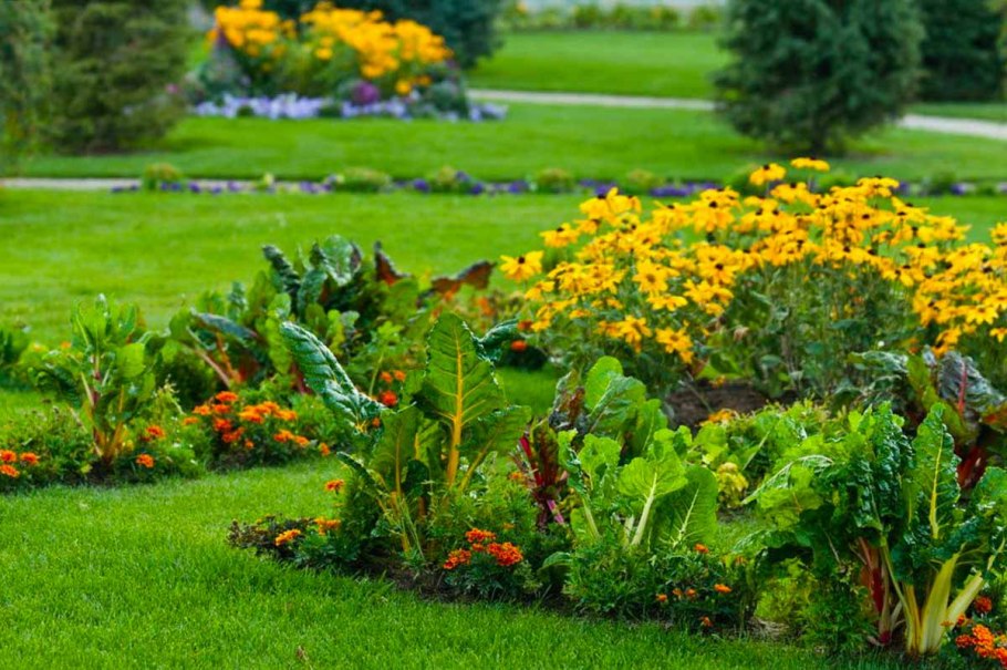 Мангольд на клумбе с цветами