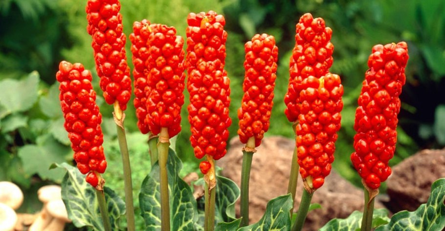 Розмарин и кинза