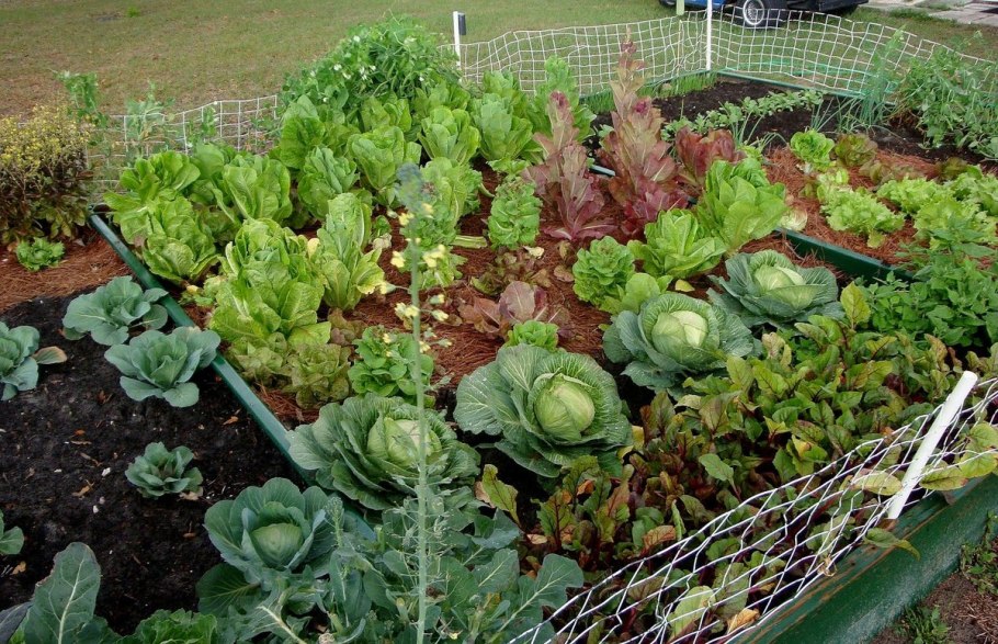 Смешанные грядки овощей