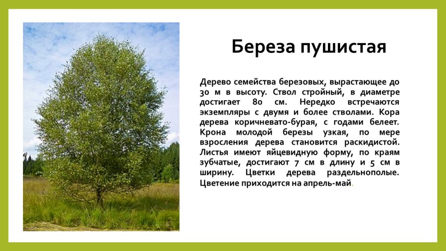 Береза пушистая Betula pubescens