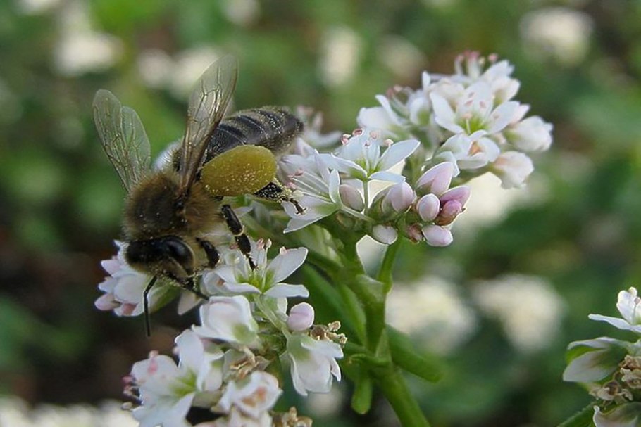 Фацелия Амарант