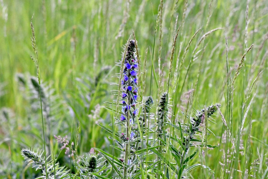 Фацелия пастбищная