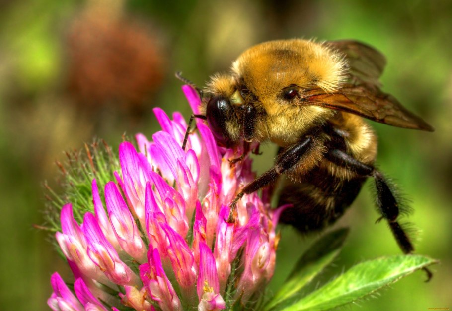 Синяк обыкновенный медонос