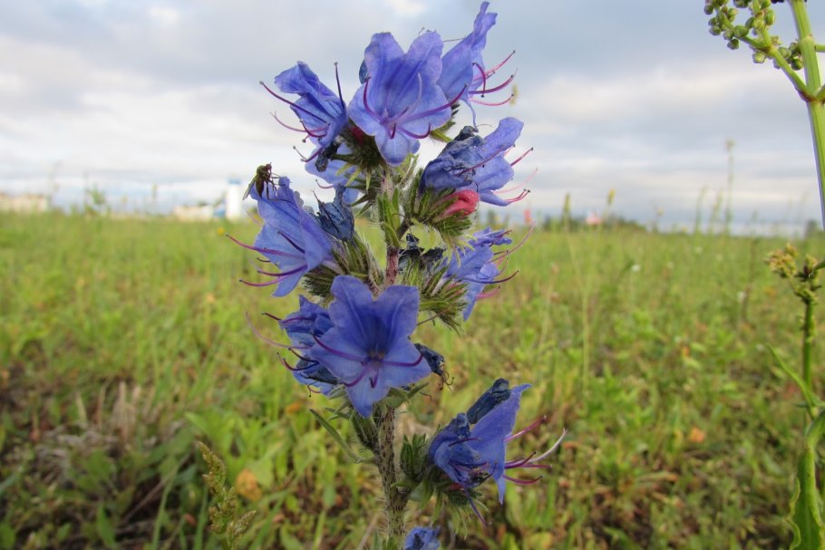 Душица медонос