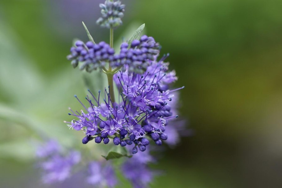 Мордовник обыкновенный ritro