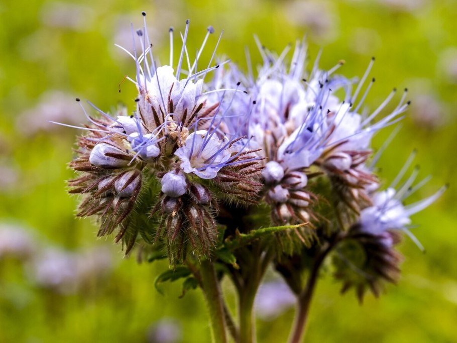 Медоносные травы для пчел