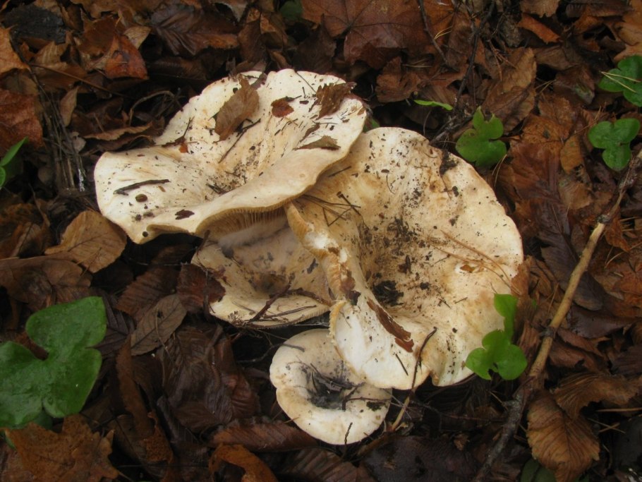 Грибы ложный груздь