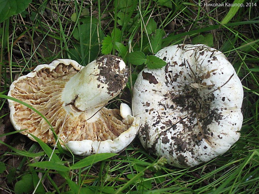 Скрипица Lactarius vellereus.