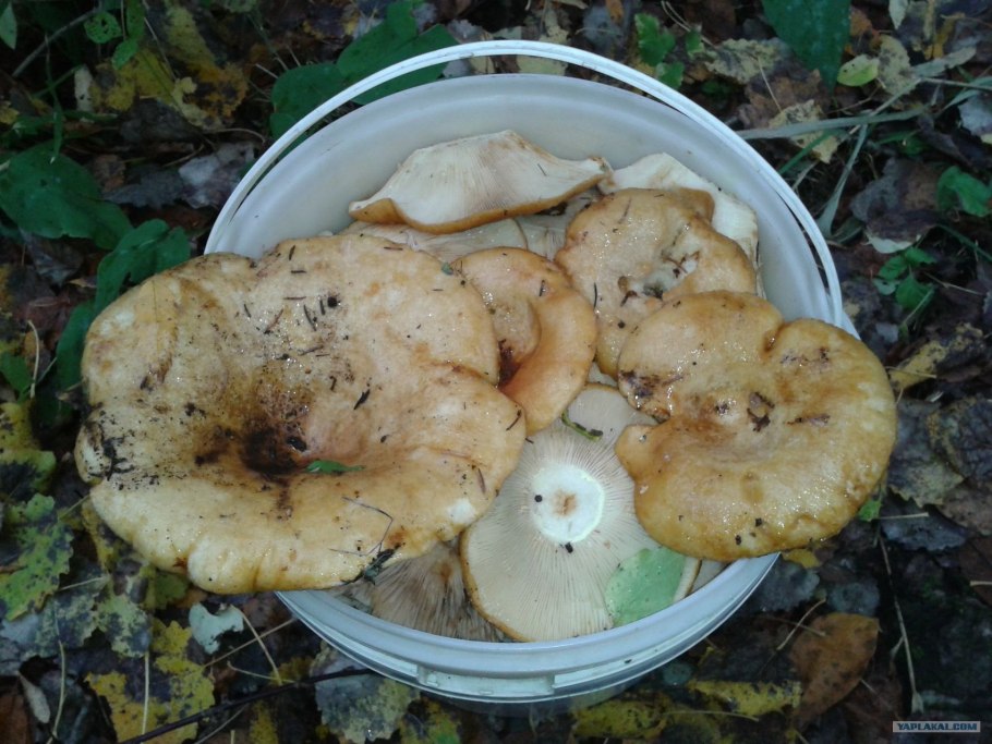 Скрипица Lactarius vellereus.