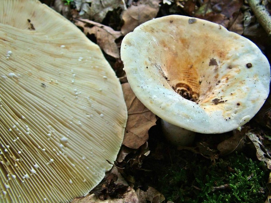 Белый груздь гриб