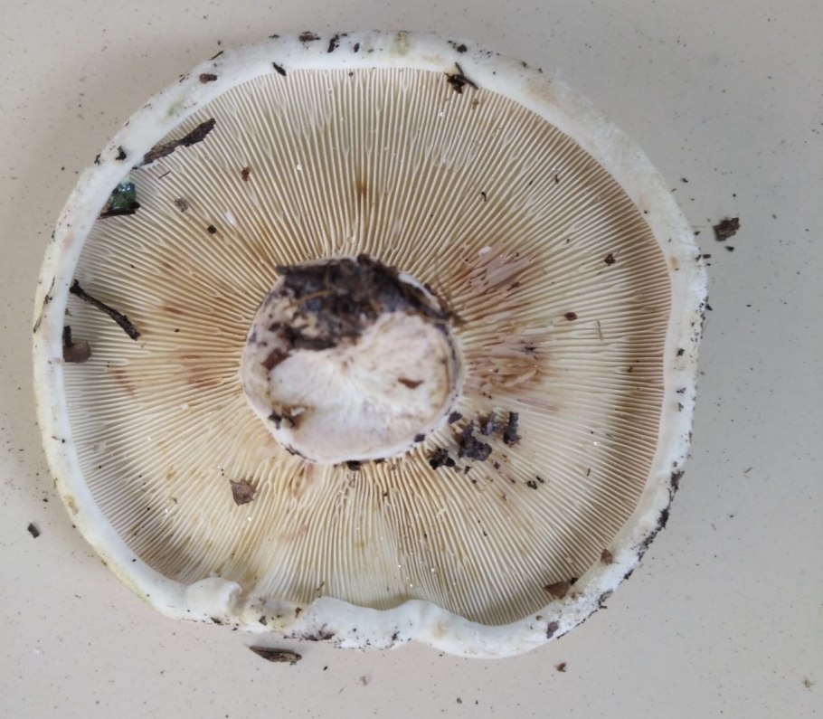 Скрипица Lactarius vellereus.