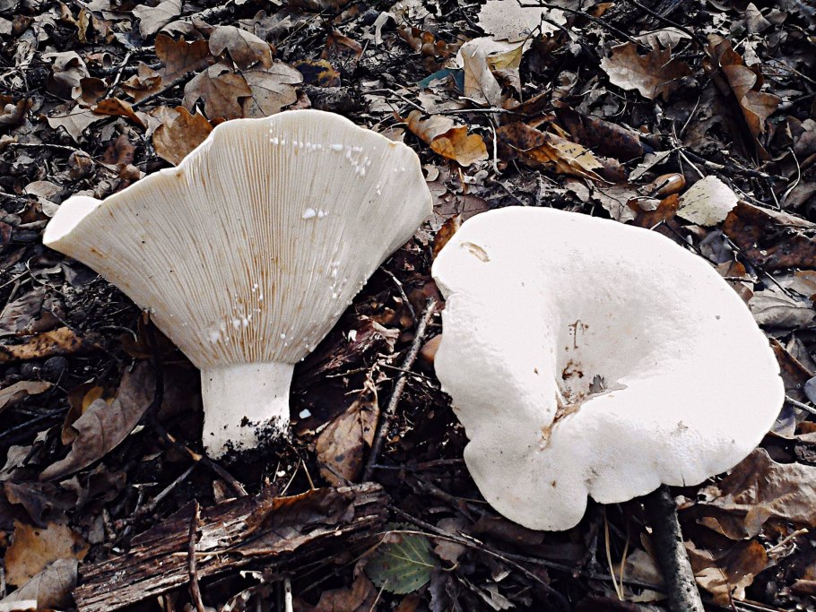 Скрипица Lactarius vellereus.