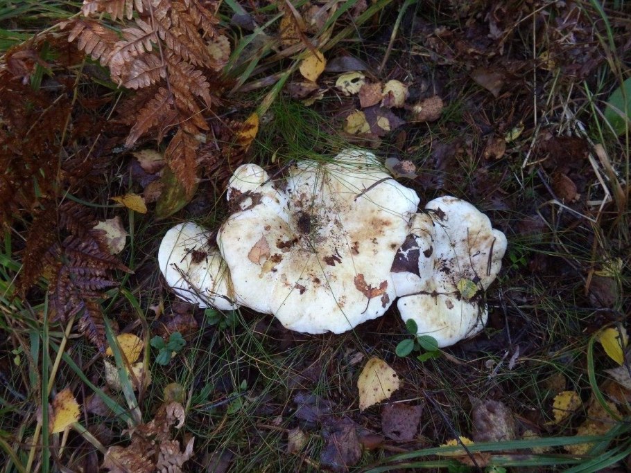 Скрипица Lactarius vellereus.