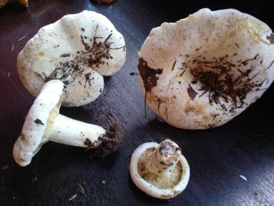 Груздь скрипица