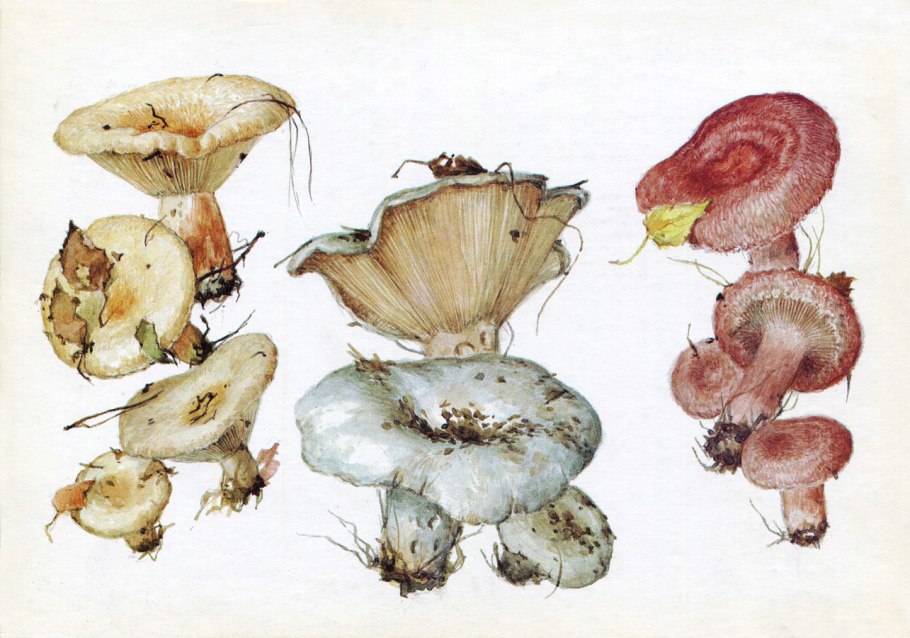 Скрипица подгруздок