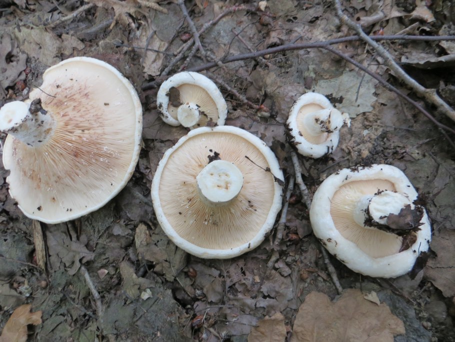 Скрипица Lactarius vellereus.