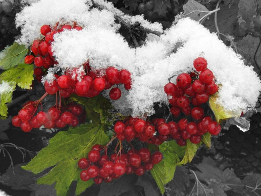 Мандариновое дерево зимой