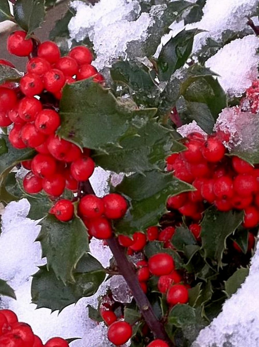 Калина взимку