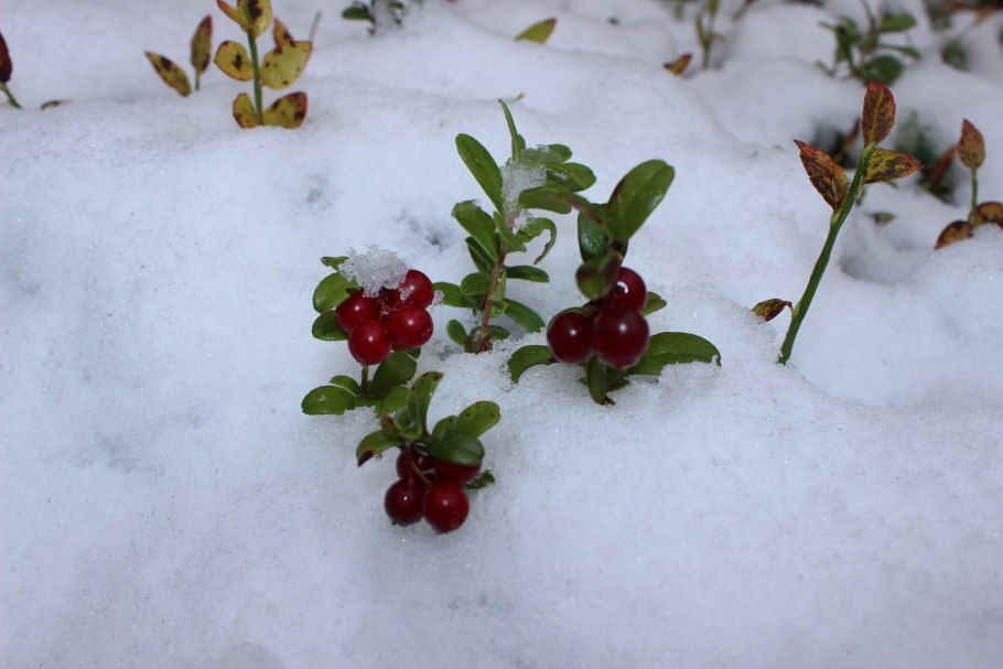 Брусника зимует