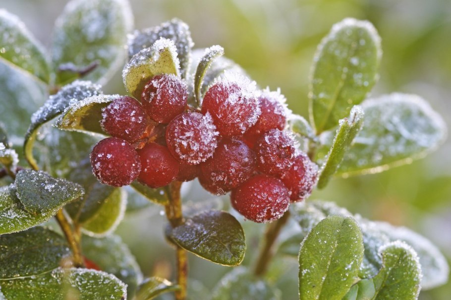 Арктическая брусника
