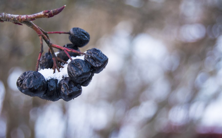 Тёмные зимние ягоды