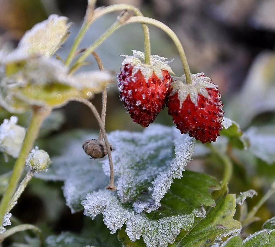 Клубника под снегом
