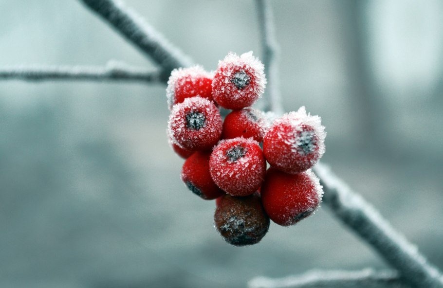Ягоды рябины в снегу
